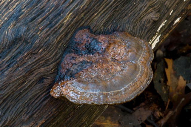 Aphyllphorales  5347 (Hexagonia nitida)